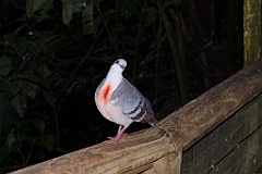 0727 Birdworld Kuranda